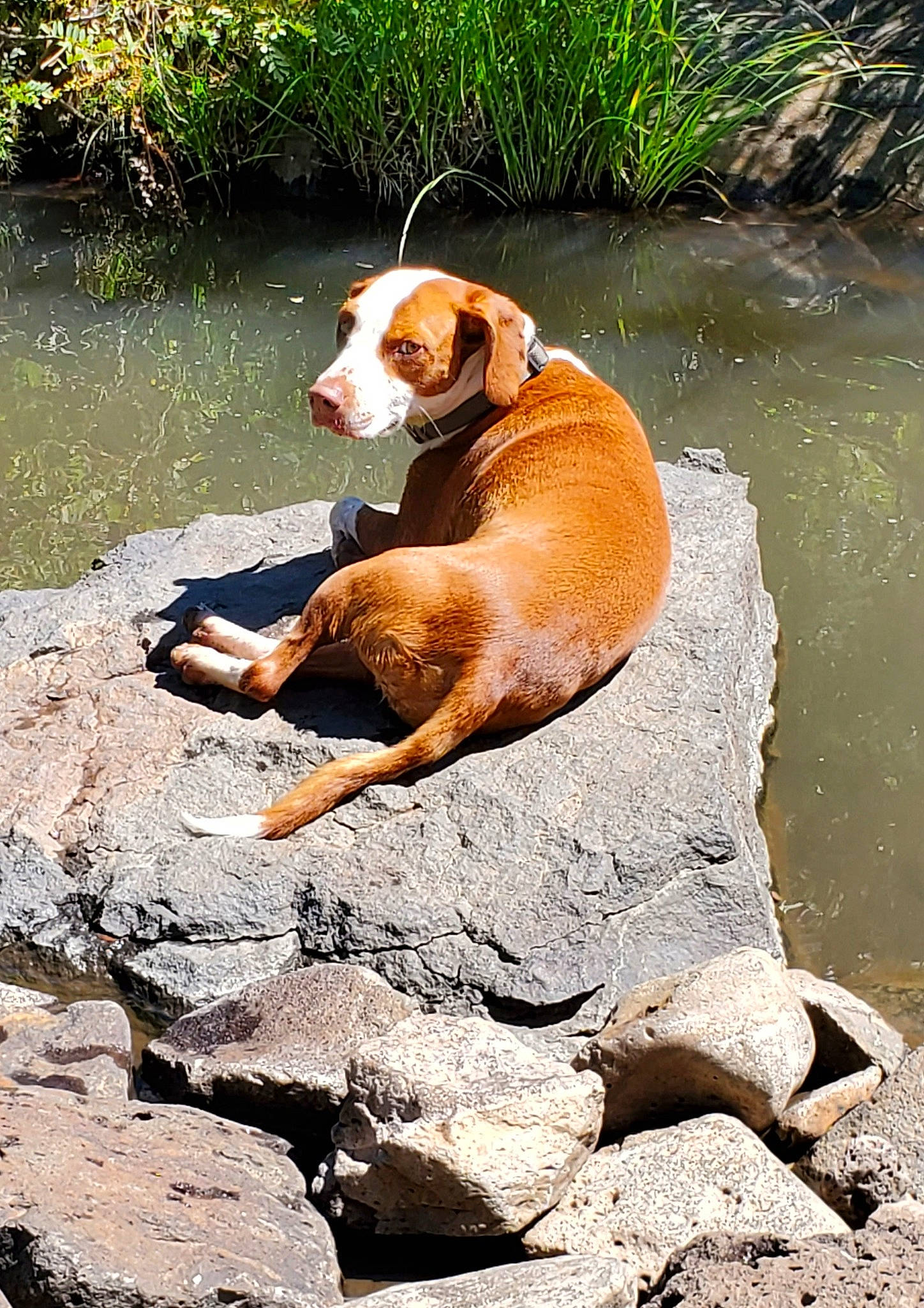 Jayce joined the competition — help win amazing prizes! canidae, carnivore, companion_dog, dog, dog_breed, fawn, fluvial_landforms_of_streams, grass, lake, liquid, liver, plant, rock, snout, sporting_group, tail, tree, water, watercourse, working_animal