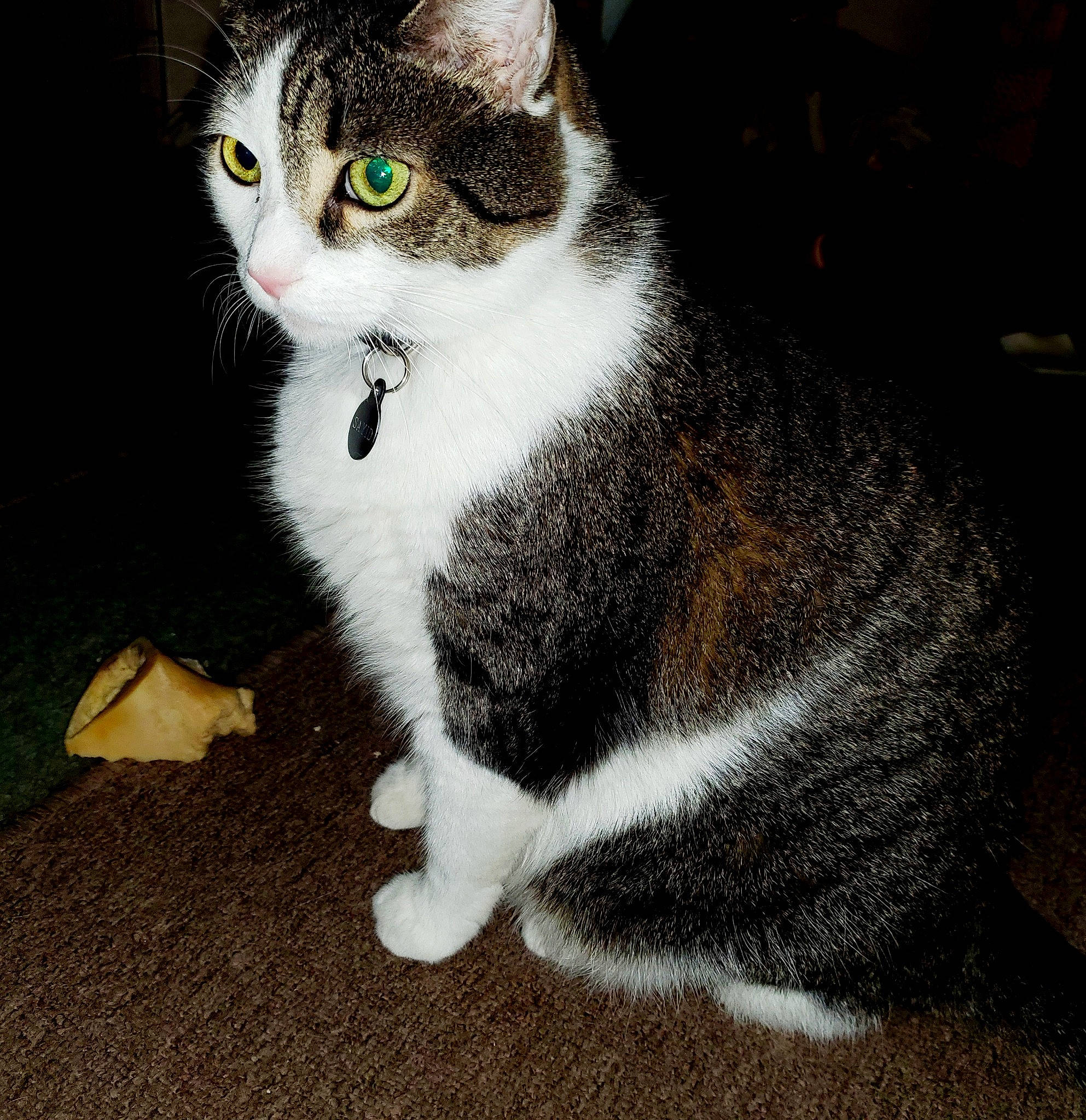 Sayid joined the competition — help win amazing prizes! asphalt, carnivore, cat, domestic_short_haired_cat, eye, felidae, fur, grass, grey, paw, road_surface, sitting, small_to_medium_sized_cats, snout, tail, whiskers