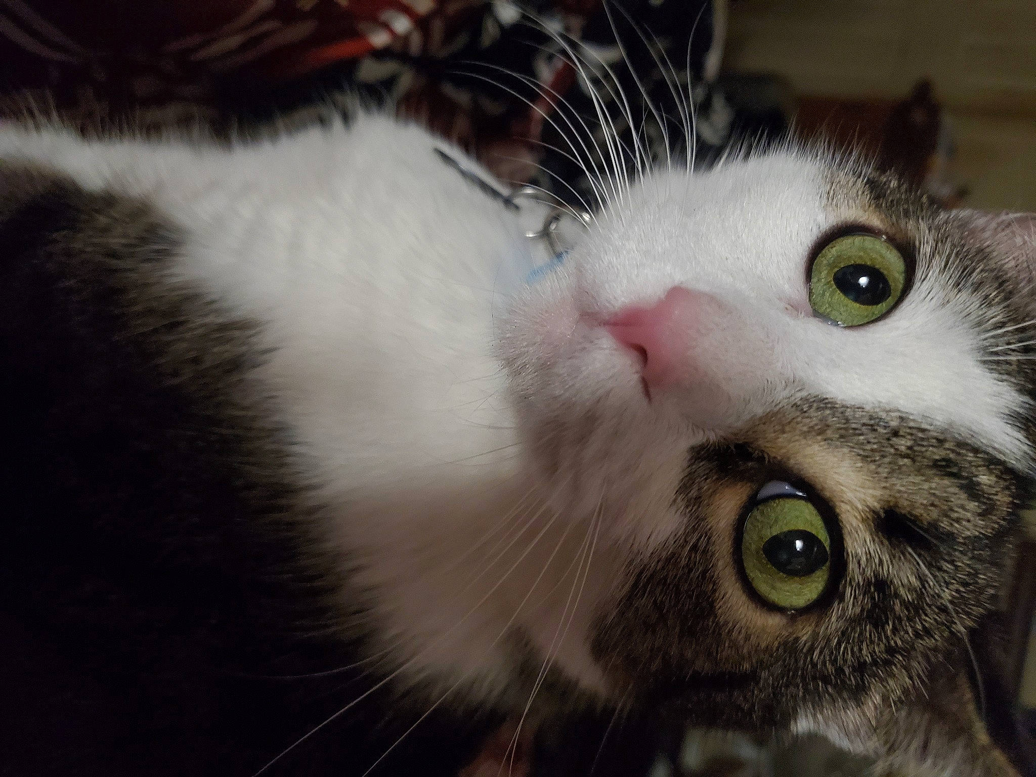 Sayid joined the competition — help win amazing prizes! carnivore, cat, claw, domestic_short_haired_cat, ear, felidae, fur, iris, nose, paw, small_to_medium_sized_cats, snout, tail, tree, whiskers