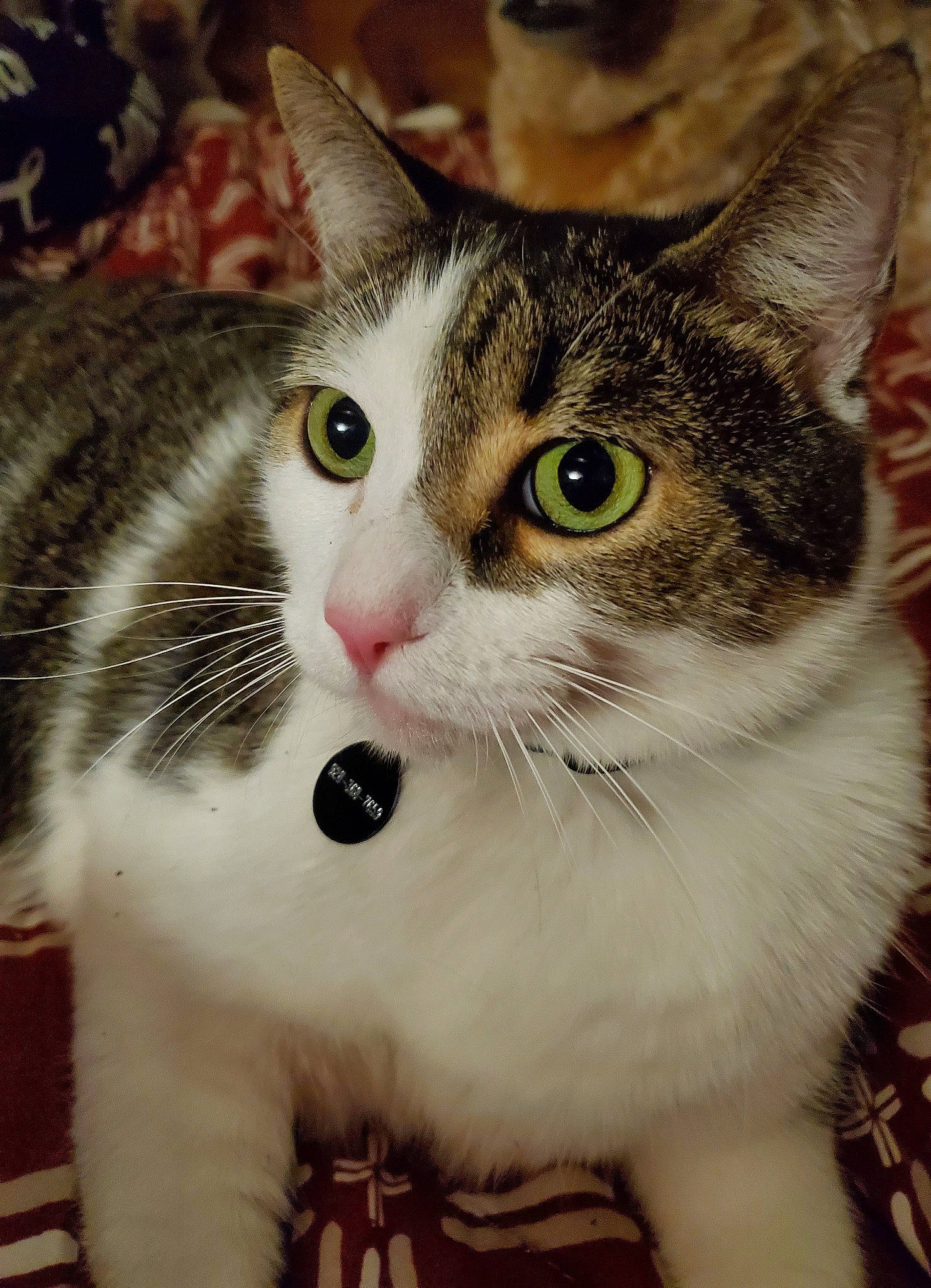 Sayid joined the competition — help win amazing prizes! carnivore, cat, close_up, collar, curious, domestic_short_haired_cat, felidae, fur, iris, paw, pet_supply, photo_caption, small_to_medium_sized_cats, snout, whiskers, window