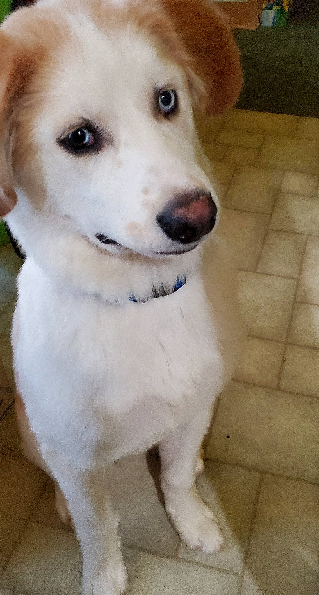 Olaf joined the competition — help win amazing prizes! canidae, carnivore, companion_dog, dog, dog_breed, dog_collar, ear, fang, fawn, firefighter, fur, labrador_retriever, retriever, snout, sporting_group, street_dog, tile_flooring, whiskers, working_animal, working_dog