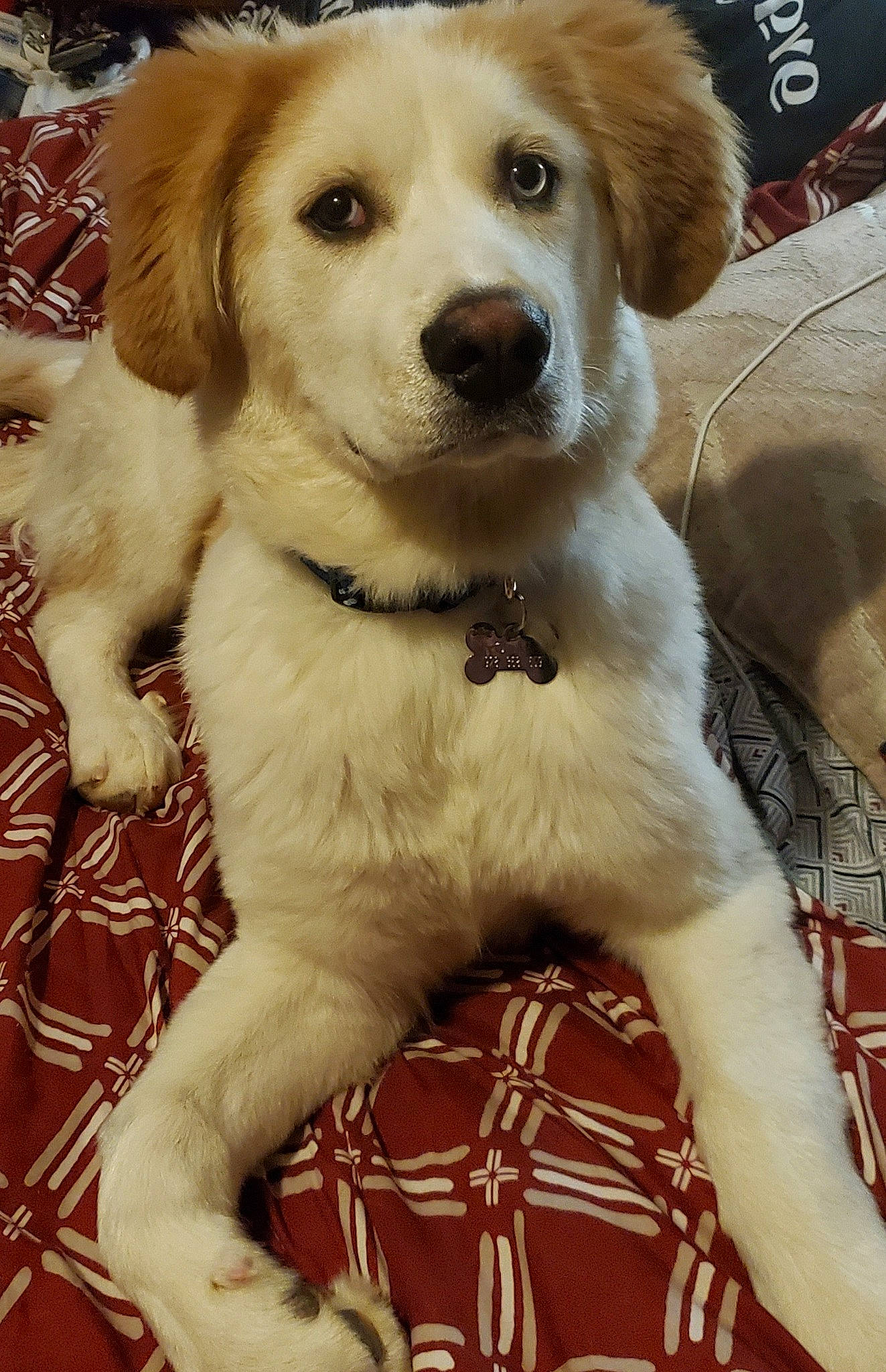 Olaf joined the competition — help win amazing prizes! ancient_dog_breeds, canidae, carnivore, collar, companion_dog, dog, dog_breed, dog_collar, event, fawn, fur, puppy, snout, sporting_group, whiskers