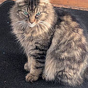 Shorty joined the competition — help win amazing prizes! cat, tabby_cat, fluffy_fur, green_eyes, sitting, pet, animal, indoor, wooden_background, feline, whiskers, soft_fur, cute, domestic_cat, mammal, portrait, alert, calm, furry, closeup