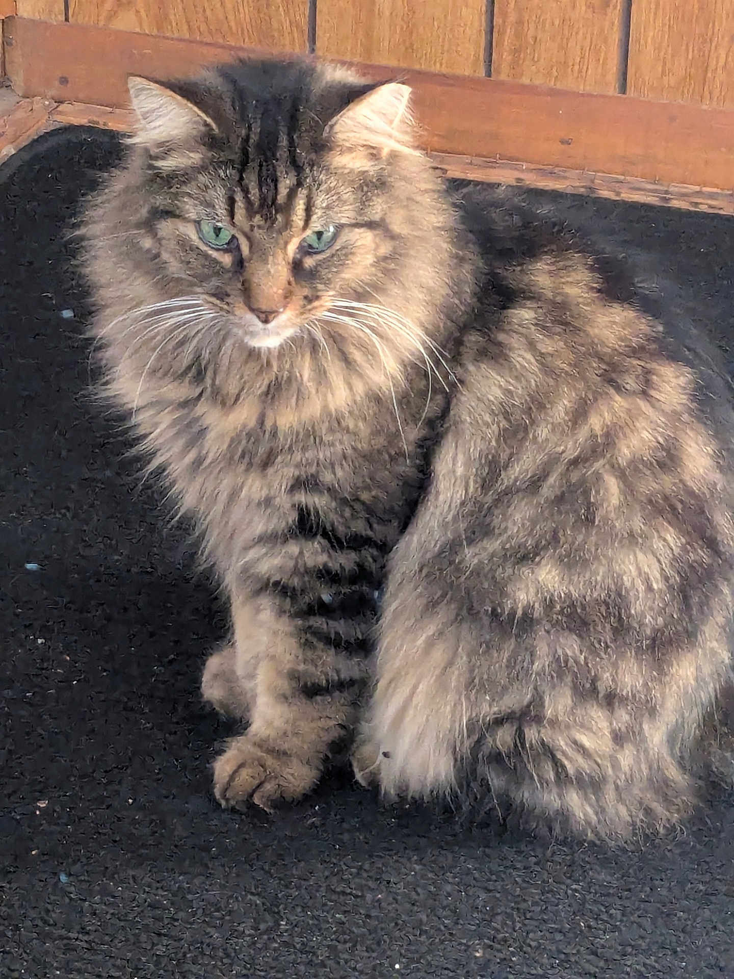 Shorty joined the competition — help win amazing prizes! cat, tabby_cat, fluffy_fur, green_eyes, sitting, pet, animal, indoor, wooden_background, feline, whiskers, soft_fur, cute, domestic_cat, mammal, portrait, alert, calm, furry, closeup