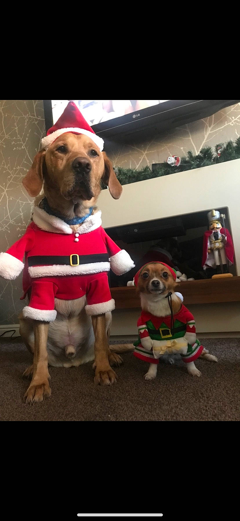 Charlie And Lola is registered to the contest to win money with this photo: beagle, canidae, carnivore, christmas, companion_dog, costume, dachshund, dog, dog_breed, dog_clothes, fawn, fictional_character, hound, mammal, paw, puggle, puppy, rare_breed_dog, snout, vertebrate