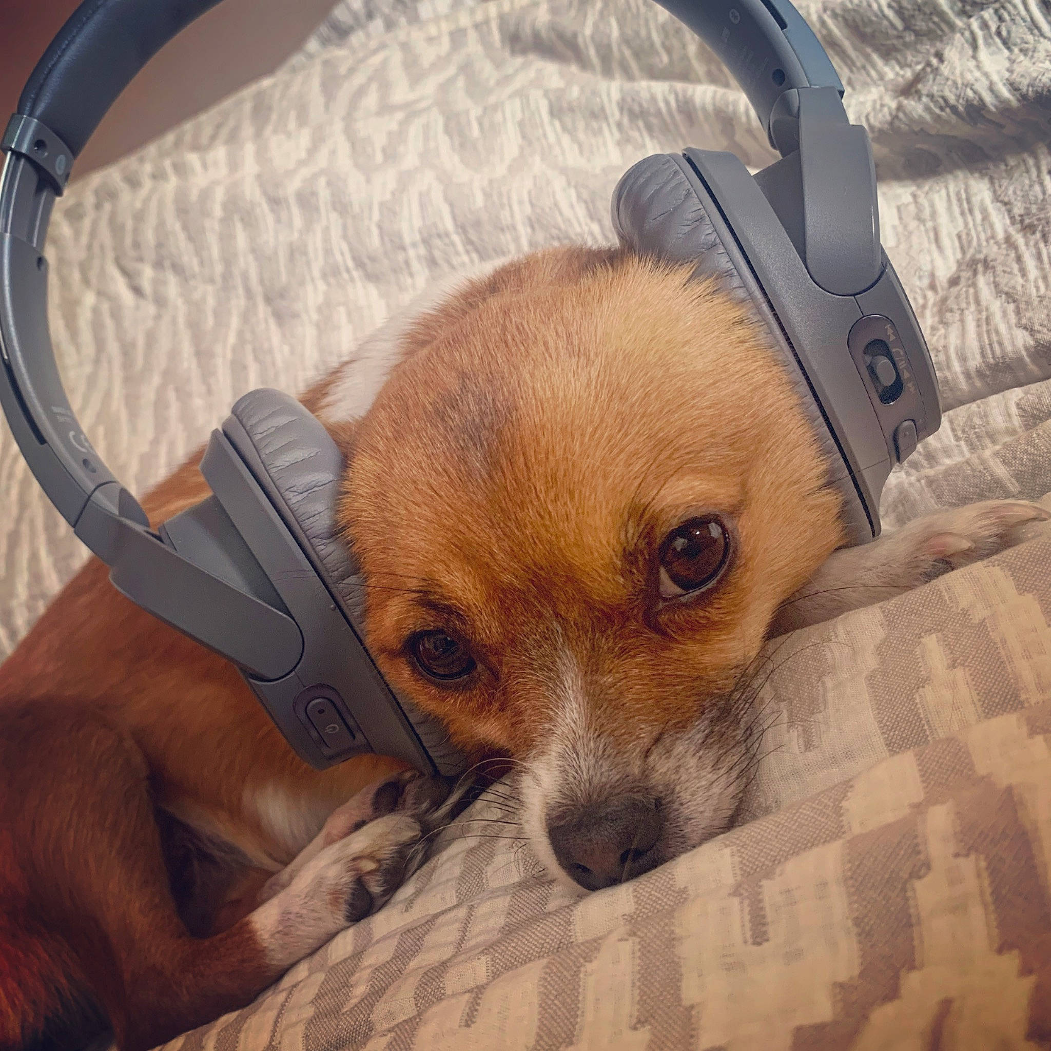 Lola joined the competition — help win amazing prizes! canidae, carnivore, chihuahua, companion_dog, corgi_chihuahua, dog, dog_breed, ear, fawn, head, nose, puppy, puppy_love, snout