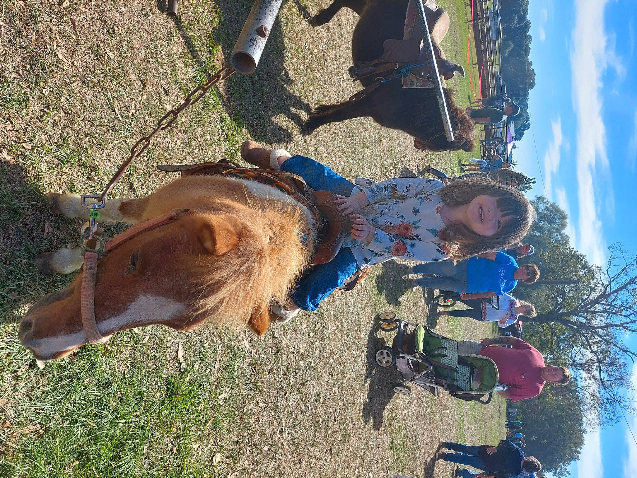 Angel joined the competition — help win amazing prizes! adventure, bridle, canidae, cloud, dog, dog_breed, fawn, fun, grass, joy, landscape, leisure, liver, livestock, person, recreation, sky, soil, sporting_group, stallion