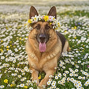 Lulu joined the competition — help win amazing prizes! animal, canine, cute, daisies, dog, floral, flower_crown, german_shepherd, grass, greenery, happy, meadow, nature, outdoor, pet, portrait, resting, spring, sunlight, tongue_out