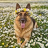 animal, canine, cute, daisies, dog, floral, flower_crown, german_shepherd, grass, greenery, happy, meadow, nature, outdoor, pet, portrait, resting, spring, sunlight, tongue_out