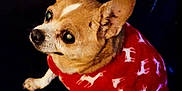Brownie joined the competition — help win amazing prizes! alert, animal, brown_dog, christmas_theme, companion, cozy, cute, dog, domestic_animal, ears_up, furry, holiday_sweater, indoor, looking_up, pet_clothing, portrait, red_sweater, reindeer_pattern, small_dog, white_markings