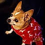 alert, animal, brown_dog, christmas_theme, companion, cozy, cute, dog, domestic_animal, ears_up, furry, holiday_sweater, indoor, looking_up, pet_clothing, portrait, red_sweater, reindeer_pattern, small_dog, white_markings
