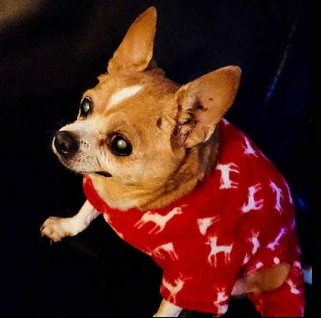 Brownie
