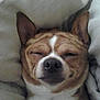 Brownie is registered to the contest to win money with this photo: animal, blanket, canine, comfort, cozy, cute, dog, domestic_animal, ears, face, fur, home, nap, pet, relaxed, resting, sleeping, smiling, snout, whiskers