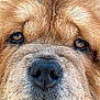 dog, close_up, face, brown_eyes, nose, fur, tongue, pet, animal, mammal, canine, fluffy, portrait, whiskers, snout, cute, friendly, expression, outdoor, macro