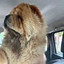 dog, chow_chow, fluffy, pet, animal, car_interior, window, fur, close_up, side_profile, seat, transportation, domestic_animal, canine, mammal, portrait, indoor, looking_out, calm, companion