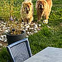 dog, chow_chow, grass, plant, rock, potted_plant, outdoor, garden, soccer_ball, chair, table, furry, pet, animal, leaves, greenery, sunlight, daylight, curious, fluffy