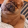 dog, puppy, chow_chow, fluffy, blanket, indoor, furniture, chair, cozy, cute, pet, fur, face, wrinkles, brown, soft, sitting, animal, domestic, portrait