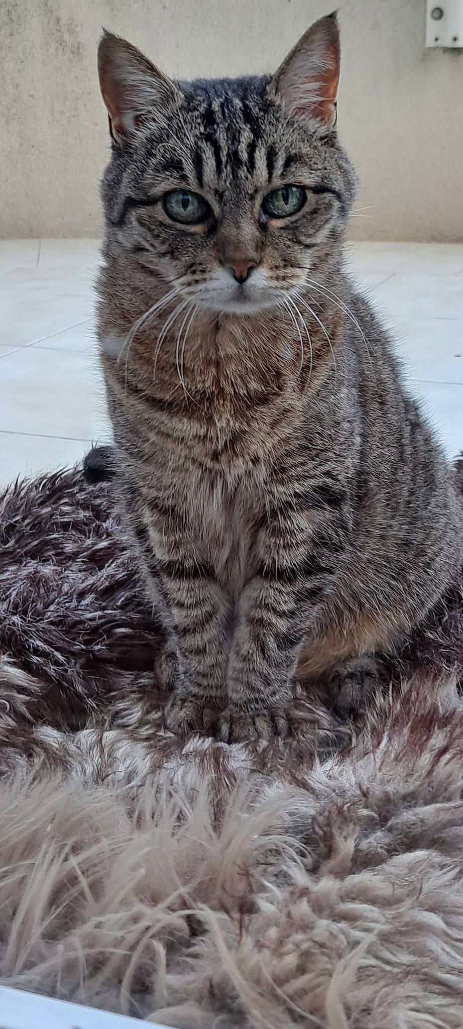 Kitty participe au concours pour gagner de l'argent avec cette photo : carnivore, cat, claw, domestic_short_haired_cat, felidae, fur, grey, iris, small_to_medium_sized_cats, snout, tail, terrestrial_animal, whiskers