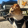 dog, small_dog, puppy, sunlight, outdoor, harness, voyager, animal, pet, side_profile, ears, snout, fur, butterfly_decoration, house, wall, shadow, daylight, texture, relaxed