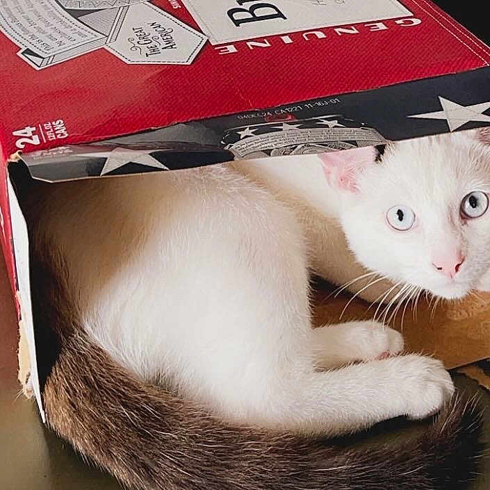 Biff is registered to the contest to win money with this photo: angora, animal, box, cardboard, carton, cat, hardwood, kitten, manx, package, packagedelivery, person, pet, siamese, text, wood