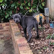 Unik participe au concours pour gagner de l'argent avec cette photo : animal, backyard, black_dog, brick_wall, canine, curious, dog, garden, greenery, ground, leaves, looking_back, nature, outdoor, pet, plants, puppy, small_dog, soil, young_dog