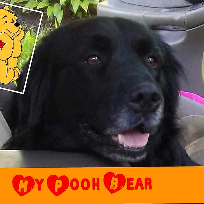Bear joined the competition — help win amazing prizes! dog, black_dog, car, car_interior, steering_wheel, seat, cartoon, winnie_the_pooh, illustration, orange_banner, text_overlay, heart_shape, tongue_out, pet, animal, happy, close_up, window, green_leaves, seatbelt