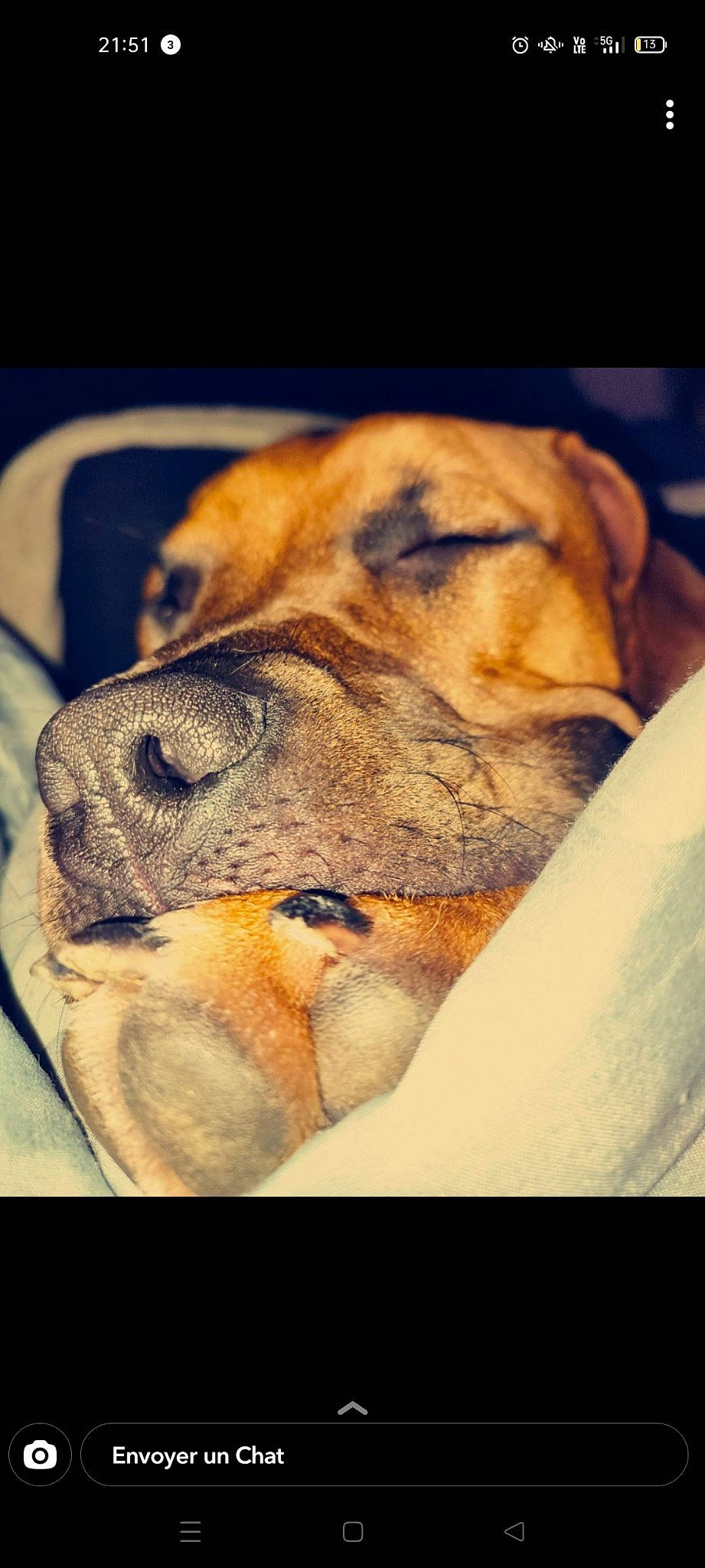 Shadow a rejoint le concours — aidez-le/la à gagner de superbes lots ! carnivore, cloud, companion_dog, dog, dog_breed, fawn, felidae, fur, jaw, mammal, paw, photo_caption, puppy_love, snout, sporting_group, street_dog, terrestrial_animal, vertebrate, whiskers, wildlife