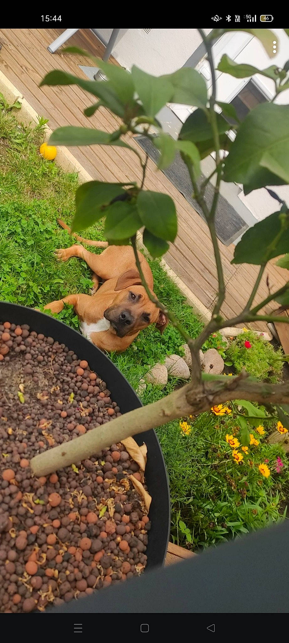 Shadow a rejoint le concours — aidez-le/la à gagner de superbes lots ! bird_supply, botany, dog, fawn, flower, flowering_plant, garden, grass, houseplant, leaf, mammal, natural_foods, pet_supply, plant, produce, soil, terrestrial_plant, tree, wood, woody_plant