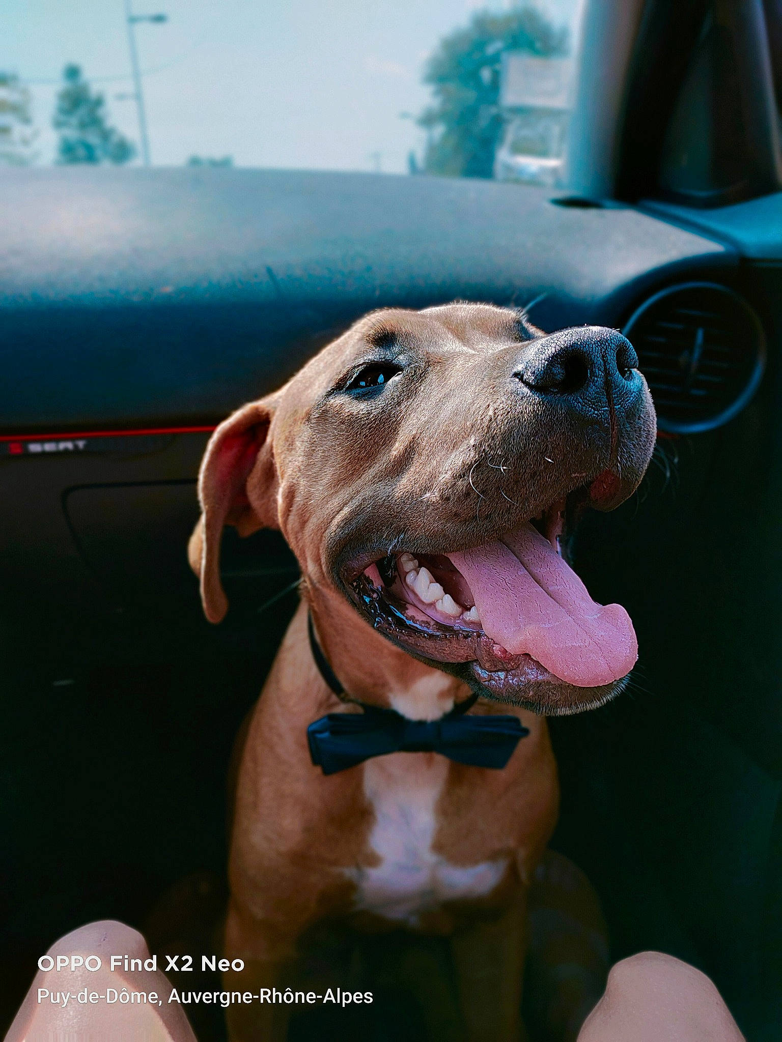 Shadow participe au concours pour gagner de l'argent avec cette photo : car, carnivore, collar, companion_dog, dog, dog_breed, dog_collar, dog_supply, fang, fawn, gun_dog, liver, pet_supply, smile, snout, sporting_group, vehicle, vehicle_door, whiskers, working_animal