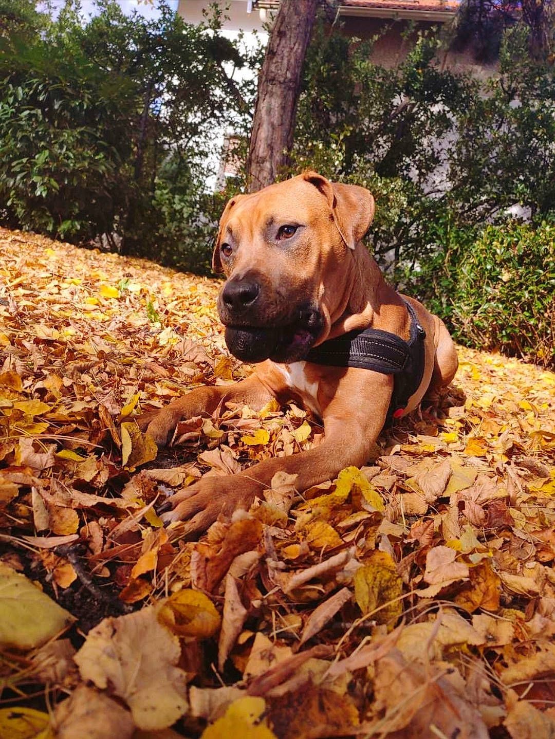 Shadow participe au concours pour gagner de l'argent avec cette photo : carnivore, companion_dog, deciduous, dog, dog_breed, fawn, forest, grass, guard_dog, plant, snout, soil, sporting_group, sunlight, tints_and_shades, tree, wilderness, wood, woodland, working_animal