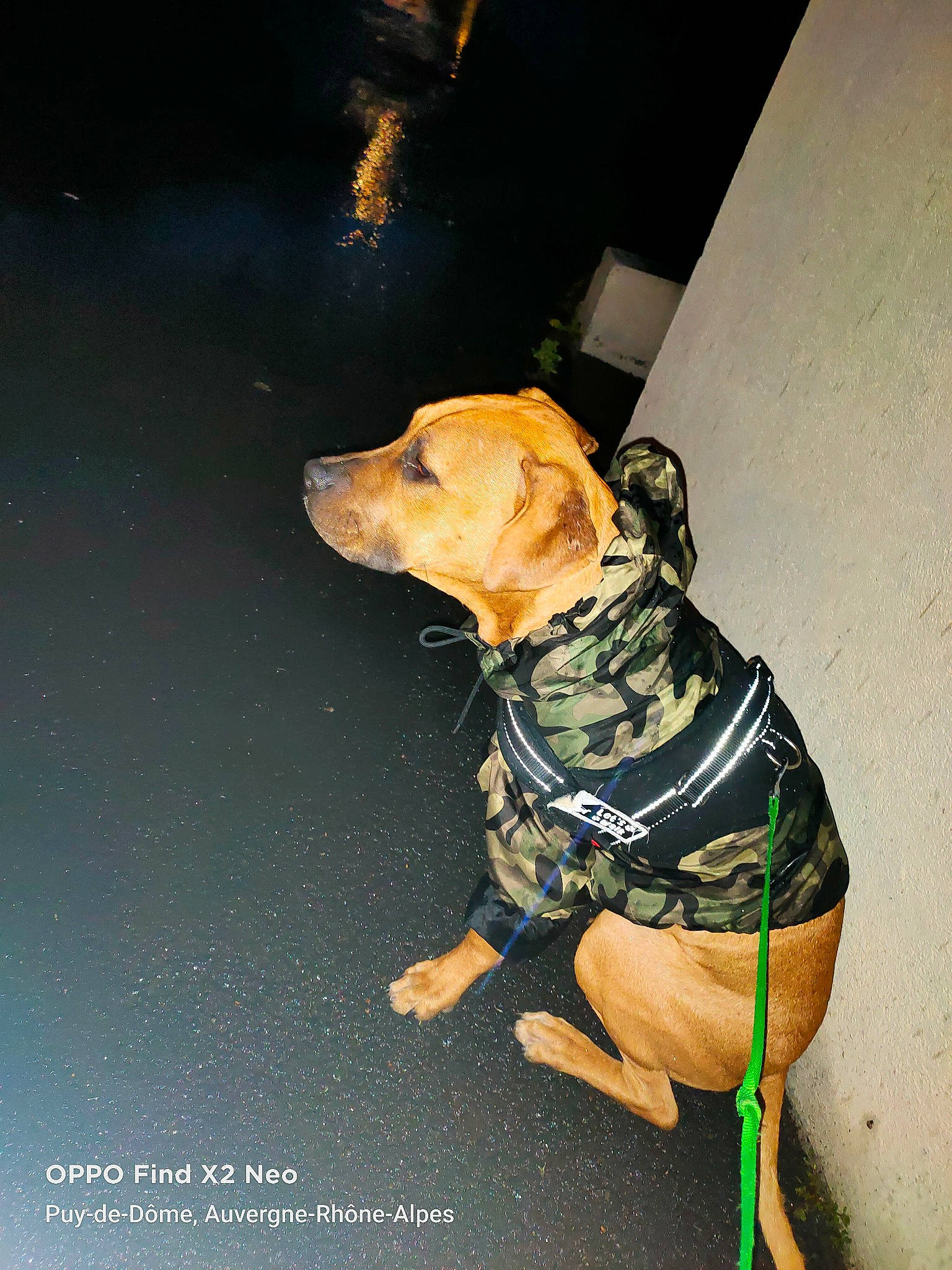 Shadow a rejoint le concours — aidez-le/la à gagner de superbes lots ! canidae, carnivore, collar, companion_dog, dog, dog_breed, dog_clothes, dog_collar, dog_supply, fashion_accessory, fawn, flooring, leash, personal_protective_equipment, pet_supply, snout, sporting_group, toy_dog, working_animal, working_dog