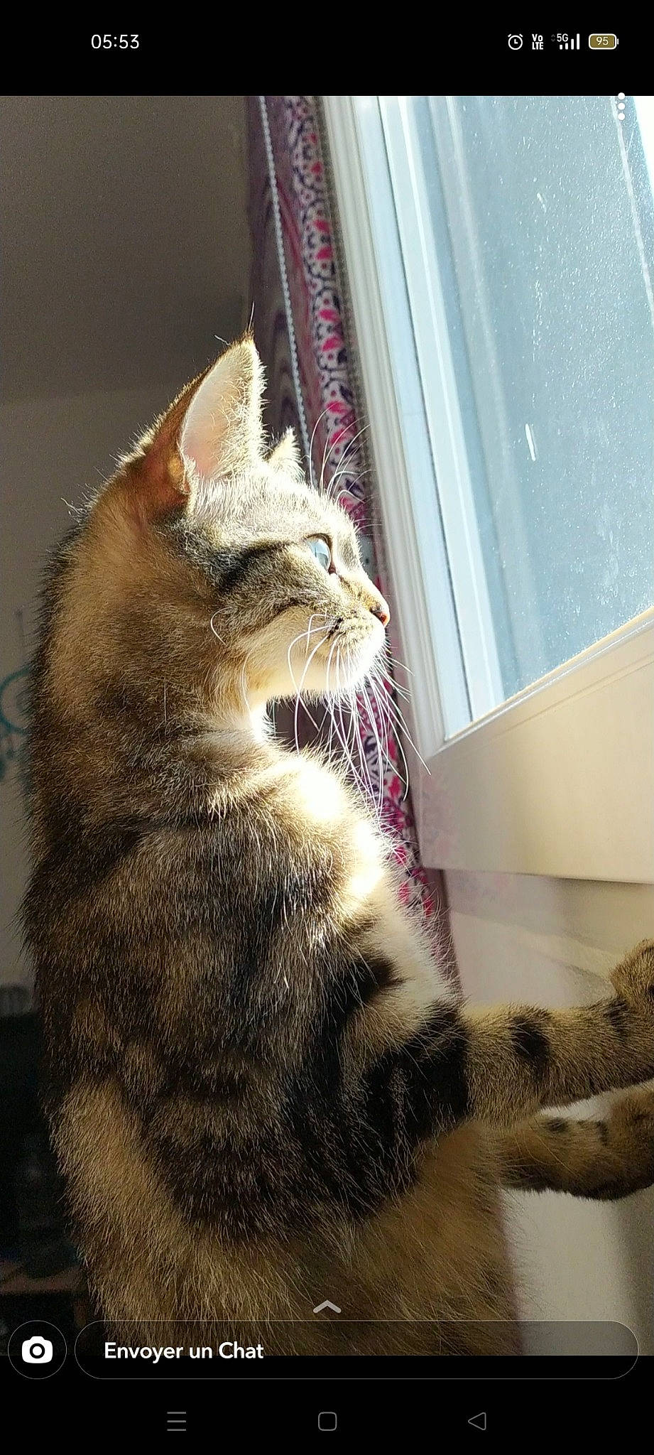 M'Amour a rejoint le concours — aidez-le/la à gagner de superbes lots ! carnivore, cat, claw, domestic_short_haired_cat, door, felidae, flooring, fur, paw, sitting, small_to_medium_sized_cats, snout, tail, terrestrial_animal, whiskers, wildlife, window, wood