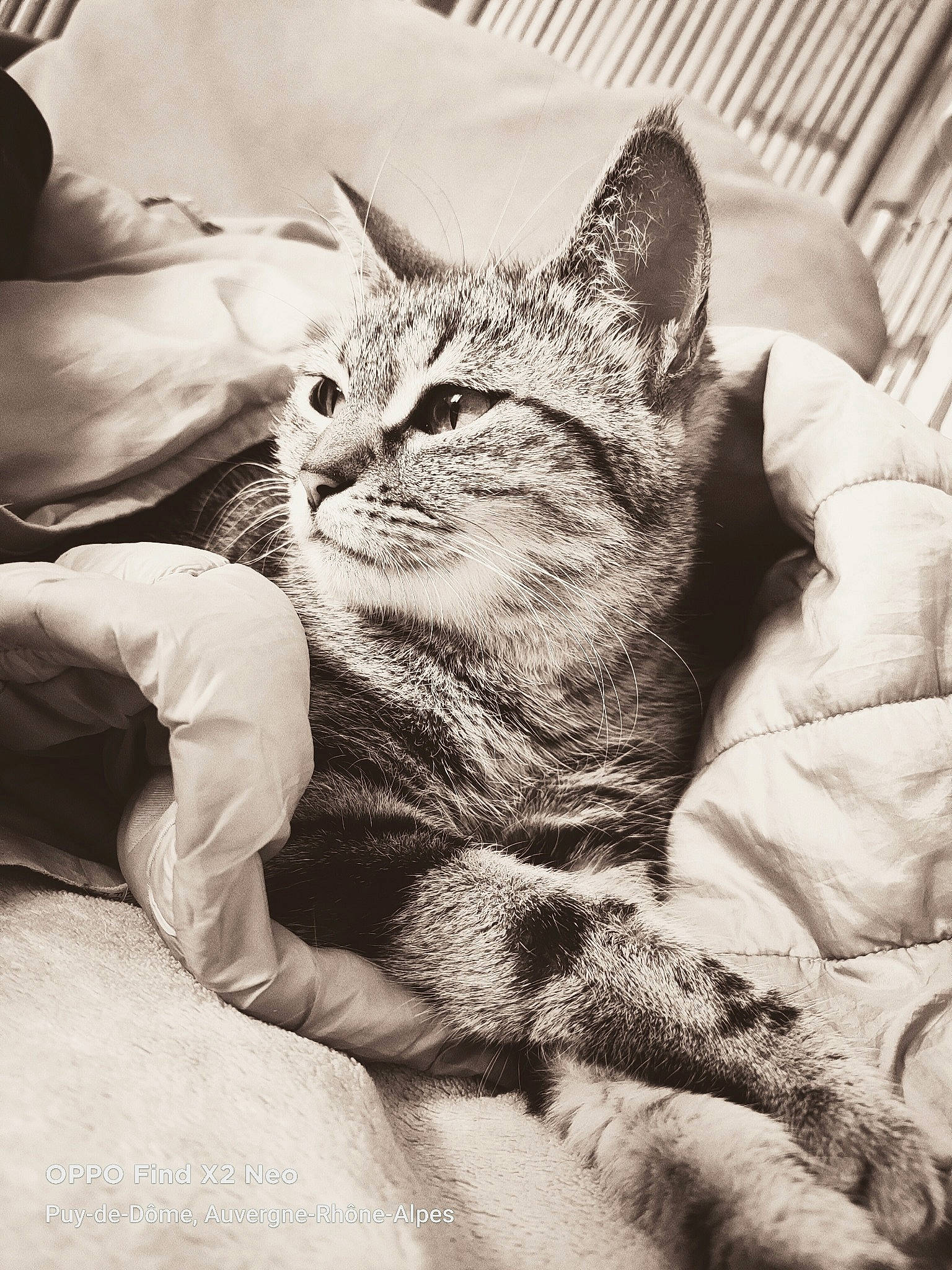 M'Amour a rejoint le concours — aidez-le/la à gagner de superbes lots ! black_and_white, carnivore, cat, claw, close_up, comfort, domestic_short_haired_cat, felidae, fur, gesture, grey, monochrome, monochrome_photography, paw, small_to_medium_sized_cats, snout, style, terrestrial_animal, tree, whiskers