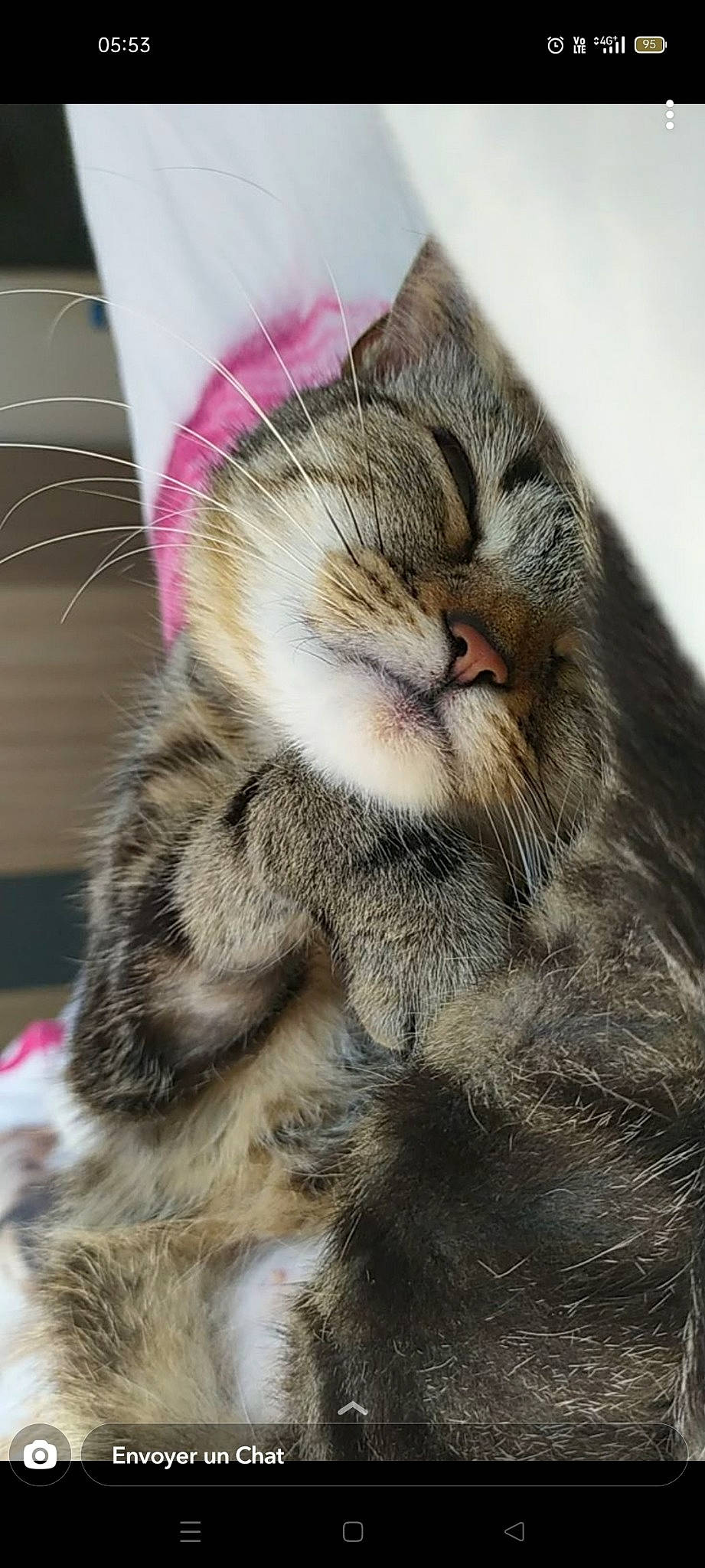 M'Amour participe au concours pour gagner de l'argent avec cette photo : carnivore, cat, claw, close_up, comfort, domestic_short_haired_cat, ear, fawn, felidae, fur, nap, paw, sleep, small_to_medium_sized_cats, snout, tail, terrestrial_animal, whiskers, wildlife