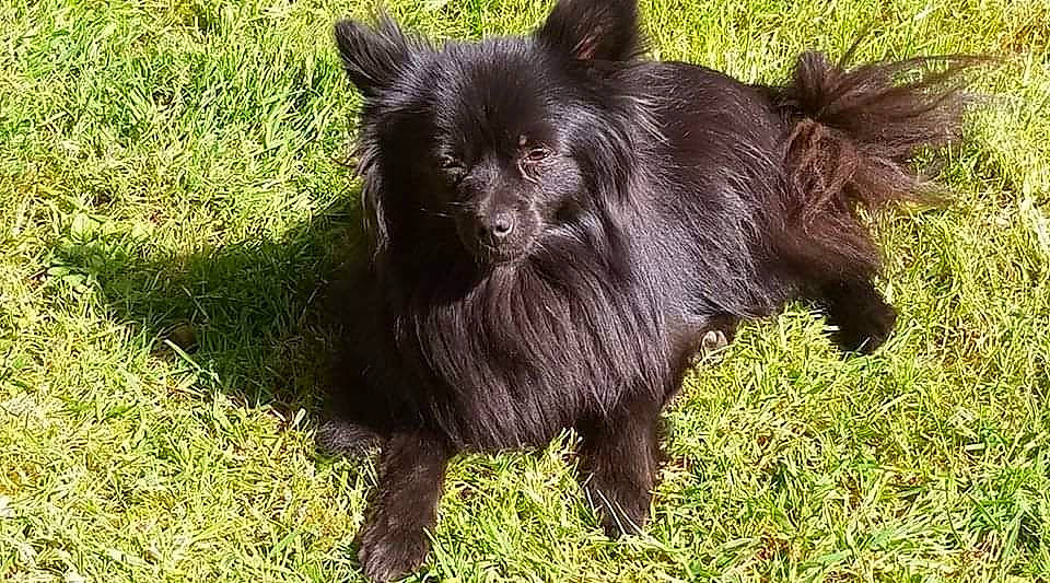 Gyna a rejoint le concours — aidez-le/la à gagner de superbes lots ! canidae, carnivore, companion_dog, dog, dog_breed, fawn, fur, german_spitz_klein, grass, liver, non_sporting_group, snout, sporting_group, terrestrial_animal, toy_dog, wildlife, working_animal, working_dog