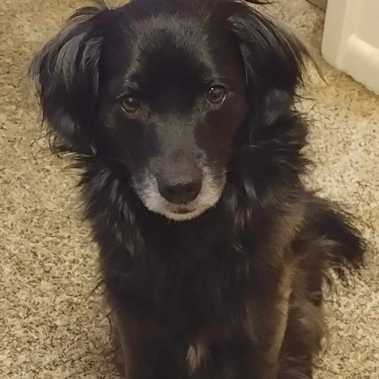 Murphy joined the competition — help win amazing prizes! animal, ball, canine, cockerspaniel, collie, dog, eskimodog, goldenretriever, hound, labradorretriever, mat, newfoundland, papillon, pet, puppy, silhouette, sport, tennis, tennisball, terrier