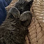 cat, kitten, fluffy, gray_cat, gray_kitten, paws, fur, blanket, textile, cozy, sleeping, resting, indoor, close_up, portrait, pet, napping, cuddle, soft, comfort