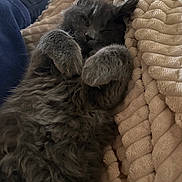 Billie a rejoint le concours — aidez-le/la à gagner de superbes lots ! cat, kitten, fluffy, gray_cat, gray_kitten, paws, fur, blanket, textile, cozy, sleeping, resting, indoor, close_up, portrait, pet, napping, cuddle, soft, comfort