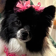 Pilar joined the competition — help win amazing prizes! accessories, adorable, animal, black_and_white, bow, close_up, collar, companion, curtain, dog, flower, fluffy, groomed, indoors, long_hair, pet, pink, portrait, puppy, sitting