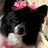 accessories, adorable, animal, black_and_white, bow, close_up, collar, companion, curtain, dog, flower, fluffy, groomed, indoors, long_hair, pet, pink, portrait, puppy, sitting