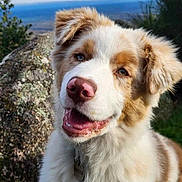 Achille participe au concours pour gagner de l'argent avec cette photo : dog, happy, outdoor, nature, sky, rock, fur, pet, animal, smile, ears, nose, portrait, grass, canine, friendly, closeup, daylight, cute, fluffy