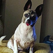 Ruby joined the competition — help win amazing prizes! animal, canine, companion, curious, cushion, cute, dog, domestic, ears, friend, fur, household, indoor, pet, portrait, relaxed, sitting, small_dog, tongue_out, yellow