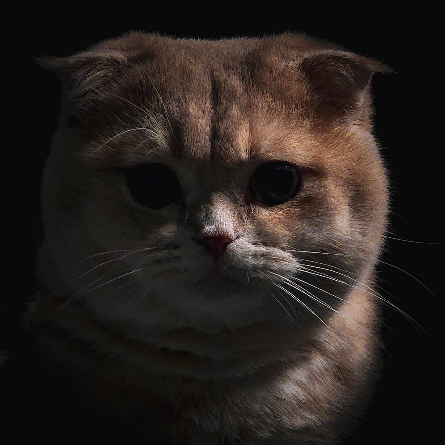 Mochi a rejoint le concours — aidez-le/la à gagner de superbes lots ! abyssinian, angora, animal, cat, kitten, manx, pet, siamese, snout