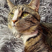 Chanel joined the competition — help win amazing prizes! cat, tabby_cat, closeup, fur, green_eyes, whiskers, pet, animal, domestic_cat, fluffy_blanket, texture, relaxing, portrait, face, ears, sleepy, cozy, indoors, soft, feline