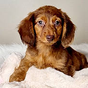 Bella is registered to the contest to win money with this photo: puppy, dog, brown_fur, fluffy, cute, pet, animal, domestic_animal, lying_down, blanket, soft_texture, indoors, fur, young_dog, adorable, companion, closeup, resting, cute_pet, canine