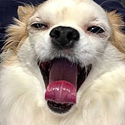 Yuki participe au concours pour gagner de l'argent avec cette photo : animal, canine, close_up, companion, cute, dog, domestic_animal, expression, face, fluffy, furry, happy, indoor, person_in_background, pet, playful, smiling, tongue, tongue_out, white_fur