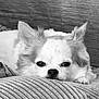 Yuki participe au concours pour gagner de l'argent avec cette photo : animal, black_and_white, calm, canine, closeup, companion, couch, cozy, cushion, dog, ears, fluffy, fur, indoors, pet, portrait, relaxed, resting, sleepy, snout