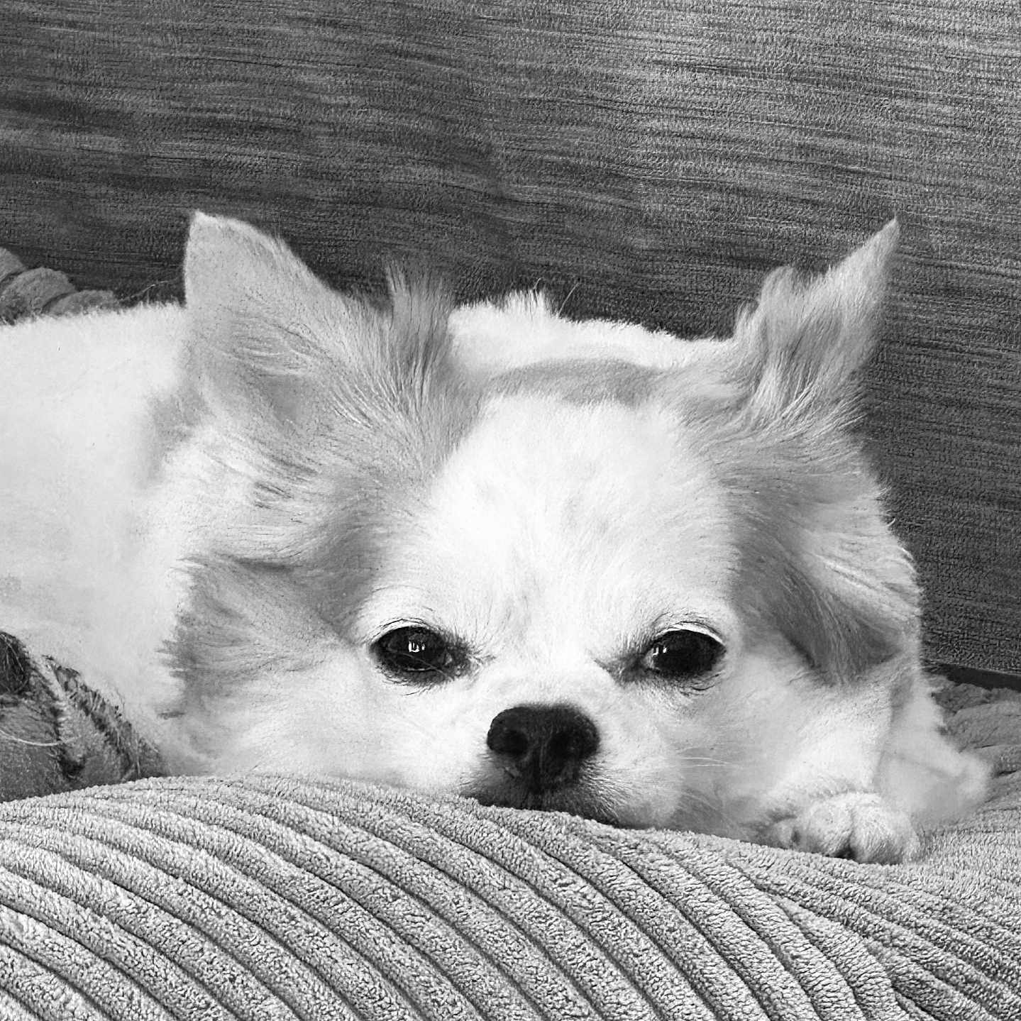 Yuki participe au concours pour gagner de l'argent avec cette photo : animal, black_and_white, calm, canine, closeup, companion, couch, cozy, cushion, dog, ears, fluffy, fur, indoors, pet, portrait, relaxed, resting, sleepy, snout