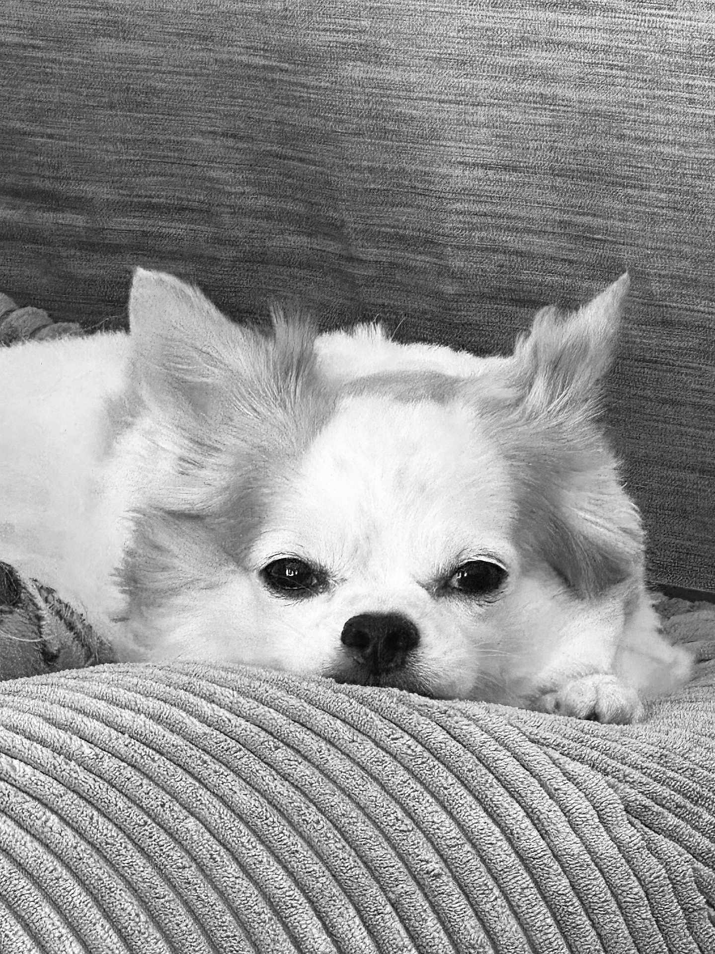 Yuki