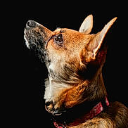 Nino participe au concours pour gagner de l'argent avec cette photo : dog, profile, close_up, brown_fur, ears, collar, pet, animal, portrait, looking_up, black_background, fur_texture, canine, whiskers, alert, domestic_animal, side_view, vivid, sharp_focus, pet_accessory